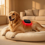 Dog relaxing with PawRadiance pet red light therapy massager during supervised comfort session