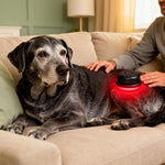 Senior dog resting with PawRadiance pet red light therapy massager during supervised session